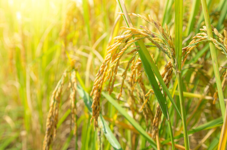 cánh đồng gạo hatrice gạo thượng hạng st25